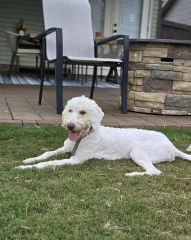 Lena -  Poodle Dog for Adoption in Greenville, South Carolina - Lena | PetCurious