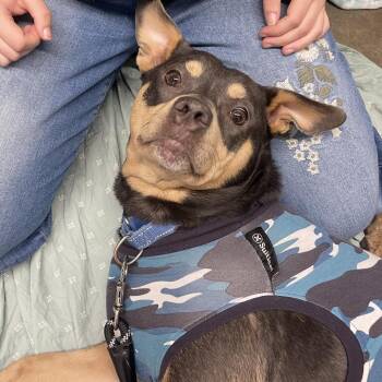 Pup Pup -  Mixed Breed Dog for Adoption in Mentor, Ohio - Pup Pup | PetCurious