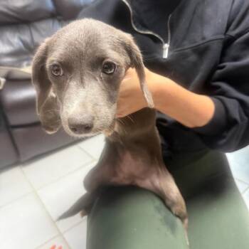 Swaddle -  Mixed Breed Dog for Adoption in Savannah, Georgia - Swaddle | PetCurious