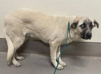 Anatolian Shepherd and Mixed Breed Dogs Available for Adoption in Modesto, California - A608985 | PetCurious