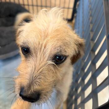 Dolly Joy -  Terrier and Mixed Breed Dog for Adoption in Houston, Texas - Dolly Joy | PetCurious