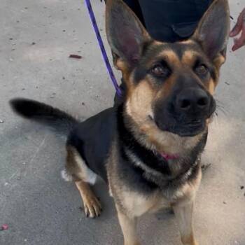 Darla D12125 -  German Shepherd Dog Dog for Adoption - Darla D12125 | PetCurious