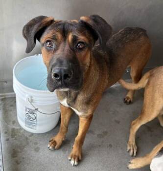 ARYA -  German Shepherd Dog and Labrador Retriever Dog for Adoption in San Bernardino, California - ARYA | PetCurious