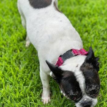 Starla -  French Bulldog Dog for Adoption in Las Vegas, Nevada - Starla | PetCurious