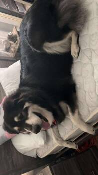 Rescue Mountain Dog and Great Pyrenees Dogs for Adoption in Wantagh, New York - Ahsoka | PetCurious