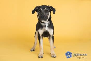 Rescue Shepherd and Rottweiler Dogs for Adoption in Winnipeg, Manitoba - Robinson | PetCurious