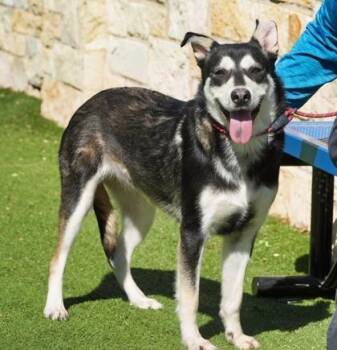 Siberian Husky and Mixed Breed Dogs Available for Adoption in North Richland Hills, Texas - Rogue | PetCurious