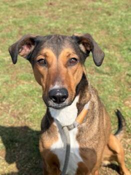 Gemma -  Mixed Breed Dog for Adoption in Fallston, Maryland - Gemma | PetCurious