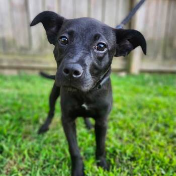 BETHEL - Needs a foster or adopter -  Labrador Retriever Dog for Adoption in Largo, Florida - BETHEL - Needs A Foster Or Adopter | PetCurious