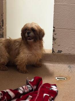 August -  Cockapoo Dog for Adoption in Lima, Ohio - August | PetCurious