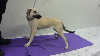 Labrador Retriever and Mixed Breed Dogs Available for Adoption in Houston, Texas - PRINCESS | PetCurious