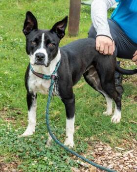 Dazzling -  Mixed Breed Dog for Adoption in Chamblee, Georgia - Dazzling | PetCurious