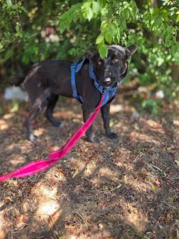 Bella -  Shepherd Dog for Adoption in Gilmer, Texas - Bella | PetCurious