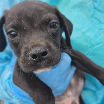 Cannon -  Mixed Breed Dog for Adoption in Corinth, Mississippi - Cannon | PetCurious