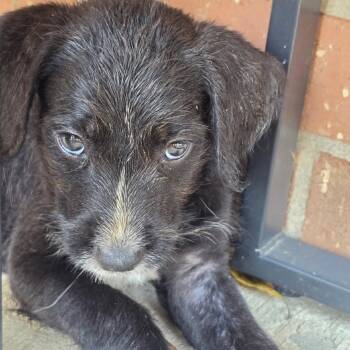 Tuff -  Labrador Retriever and Terrier Dog for Adoption in Springfield, Missouri - Tuff | PetCurious