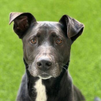 Labrador Retriever and German Shepherd Dog Dogs Available for Adoption in Burlingame, California - Tilin | PetCurious