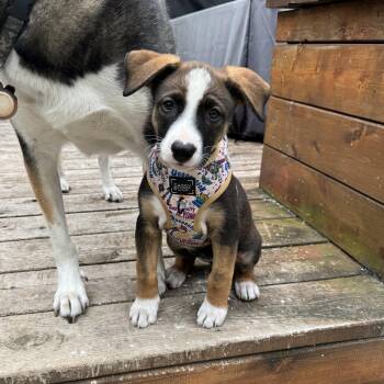 Brooke -  Labrador Retriever Dog for Adoption in Brantford, Ontario - Brooke | PetCurious