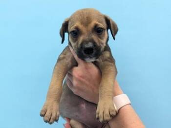 Ashby -  Labrador Retriever and German Shepherd Dog Dog for Adoption in Golden Valley, Minnesota - Ashby | PetCurious