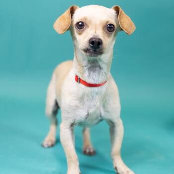 McFly -  Chihuahua Dog for Adoption in Portland, Oregon - McFly | PetCurious