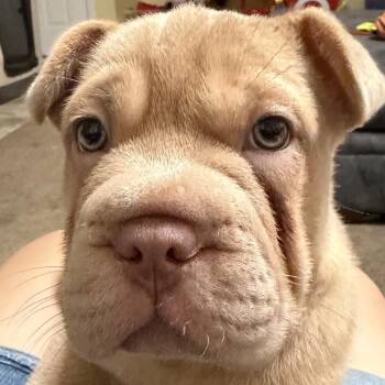 Noodle -  Shar Pei and French Bulldog Dog for Adoption in Phoenix, Arizona - Noodle | PetCurious