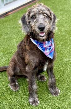 Rescue Irish Wolfhound Dogs for Adoption in Hondo, Texas - Finley - Big Irish Wolfhound Puppy | PetCurious