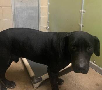 Labrador Retriever Dogs Available for Adoption - Pete (Superior Rd) | PetCurious