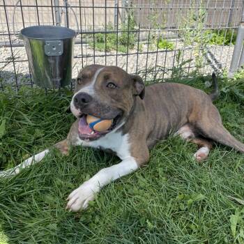Rescue American Staffordshire Terrier Dogs for Adoption in Rexburg, Idaho - Buster | PetCurious