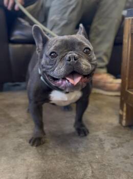 Queso -  French Bulldog Dog for Adoption in Ventura, California - Queso | PetCurious