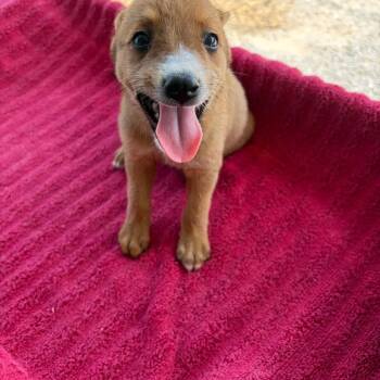 Hennessy -  Shepherd Dog for Adoption in Edinburg, Texas - Hennessy | PetCurious