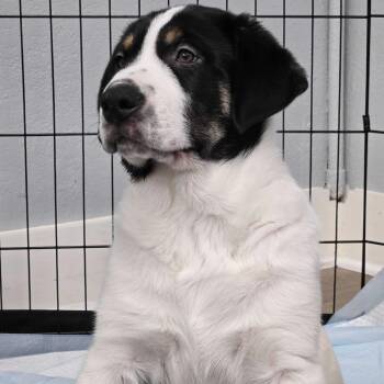 Buzz -  Cattle Dog and Mixed Breed Dog for Adoption in Waco, Texas - Buzz | PetCurious