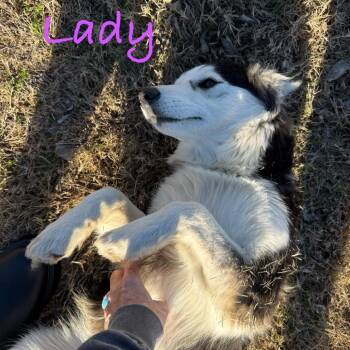 Alaskan Malamute Dogs Available for Adoption in Ennis, Texas - Lady | PetCurious