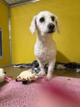 SAMANTHA -  Poodle and Mixed Breed Dog for Adoption - SAMANTHA | PetCurious