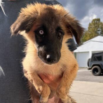 Baby Blues -  Anatolian Shepherd and Mixed Breed Dog for Adoption in Fredericksburg, Virginia - Baby Blues | PetCurious