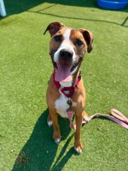 Red -  Pit Bull Terrier Dog for Adoption in Fruit Heights, Utah - Red | PetCurious