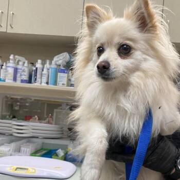 WAGS-Stray-23029 -  Pomeranian Dog for Adoption in Westminster, California - WAGS-Stray-23029 | PetCurious