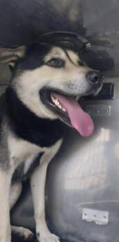 Mixed Breed Dogs Available for Adoption in Dallas, Texas - ROCKET | PetCurious
