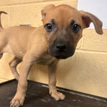 T106947 Rita -  Mixed Breed Dog for Adoption in Port Washington, New York - T106947 Rita | PetCurious