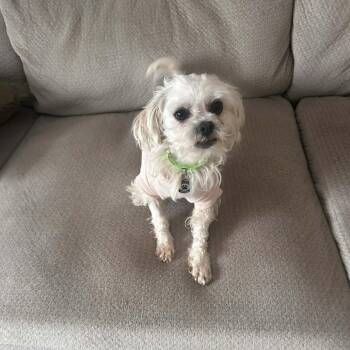 Terrier and Maltese Dogs Available for Adoption - Blossom D10686 | PetCurious