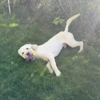 Murray -  Golden Retriever and Standard Poodle Dog for Adoption in Northville, Michigan - Murray | PetCurious