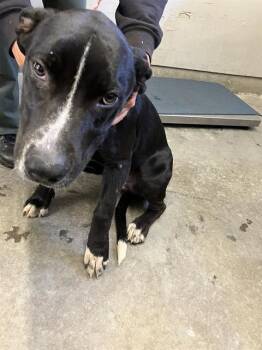 A886076 -  Pit Bull Terrier and Mixed Breed Dog for Adoption in Camarillo, California - A886076 | PetCurious