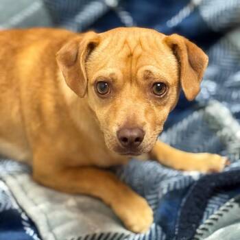 Juan -  Chihuahua and Mixed Breed Dog for Adoption in Goleta, California - Juan | PetCurious