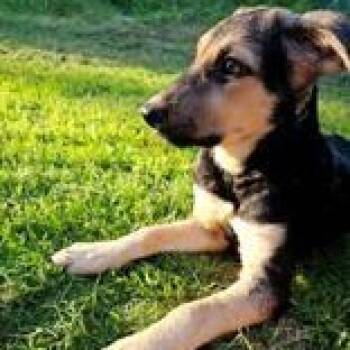 Caddie -  Labrador Retriever Dog for Adoption in Brantford, Ontario - Caddie | PetCurious