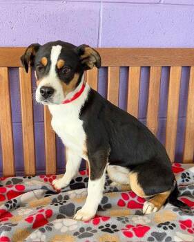 Australian Shepherd Dogs Available for Adoption - **JODI** | PetCurious