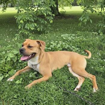 Bo Boxer -  Boxer and Redbone Coonhound Dog for Adoption in Berwick, Pennsylvania - Bo Boxer | PetCurious