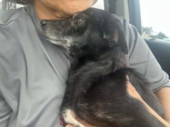 Chihuahua Dogs Available for Adoption in Gainesville, Virginia - Sprinkles | PetCurious