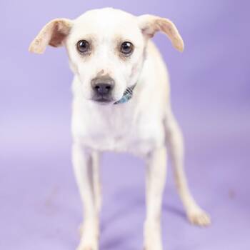 Blue -  Chihuahua Dog for Adoption in Portland, Oregon - Blue | PetCurious