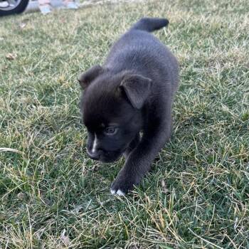 Pit Bull Terrier Dogs Available for Adoption - Daisy | PetCurious