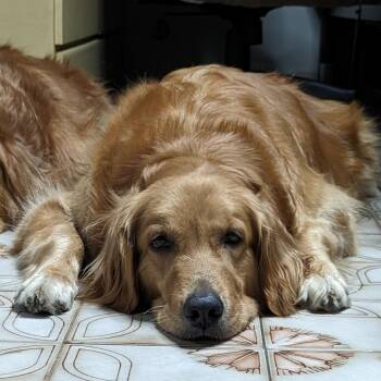 Dulce -  Golden Retriever Dog for Adoption in West Palm Beach, Florida - Dulce | PetCurious