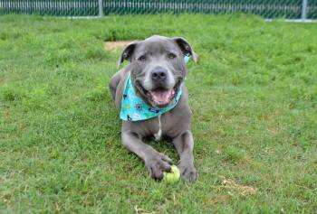 Pit Bull Terrier Dogs Available for Adoption in Mckinney, Texas - Creed | PetCurious