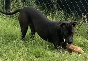 Sand -  Terrier and Mixed Breed Dog for Adoption in Conway, South Carolina - Sand | PetCurious